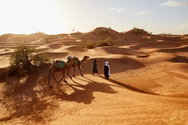 Dubai Desert  Safari Adventure: Thrilling Dune Bashing and Camel Rides